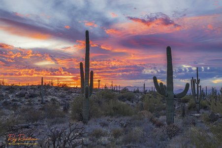 2-cactus-2500-logo-0S8A9459-Enhanced-NR.jpg