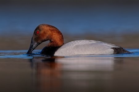 IMG_7531cropped.jpg