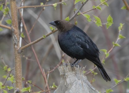 R7_G3455 Brown-headed Cowbird-Edit.jpg