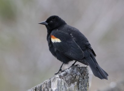 R7_G3402 Red-winged Blackbird.jpg