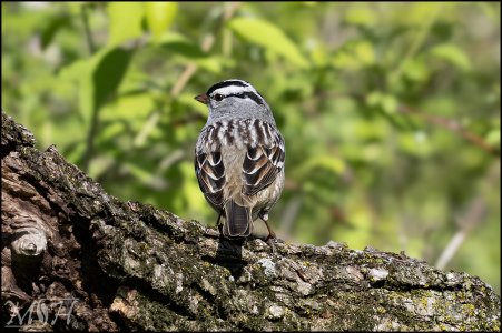 70010 - White-crowned Sparrow.jpg