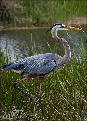 GBH.jpg