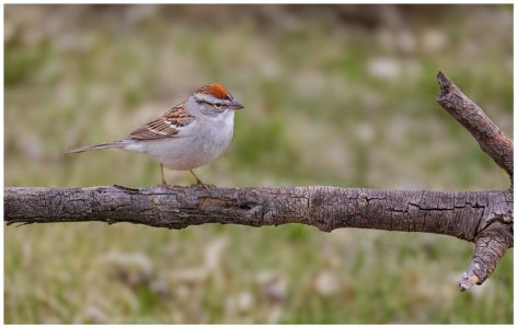Chipping-Sparrow3.jpg