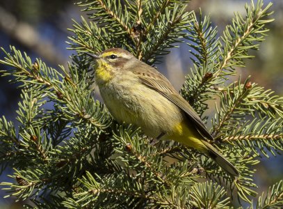 R7_G3472 Palm Warbler.jpg
