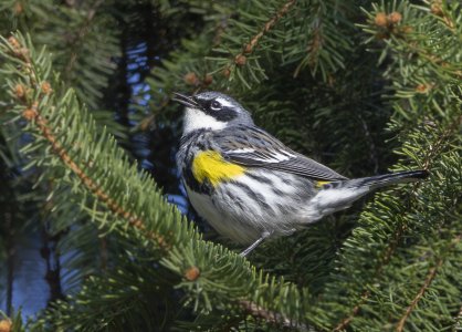 R7_G3528 Yellow-rumped Warbler.jpg