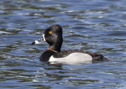 R7_G3735 Ring-necked Duck.jpg