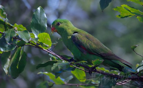 20260206_birds_LeePt_Pippan_229-1.jpg