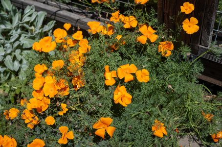 OrangePoppies-1.jpg