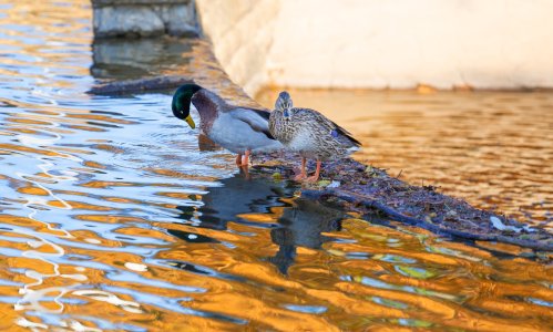 ducks 1 dec 14 (2)jpg.jpg