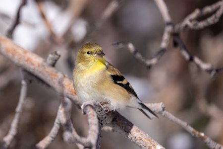 goldfinch-230131.jpg