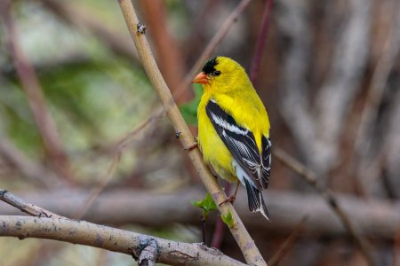 goldfinch-200427.jpg