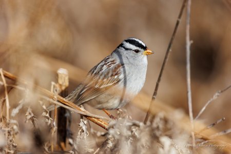 white crowned sparrow Waneka.jpg