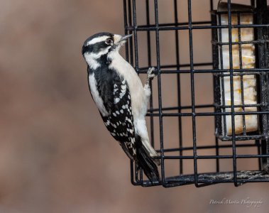 downy at the suet feeder.jpg