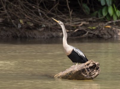 M2_B8628 Anhinga.jpg