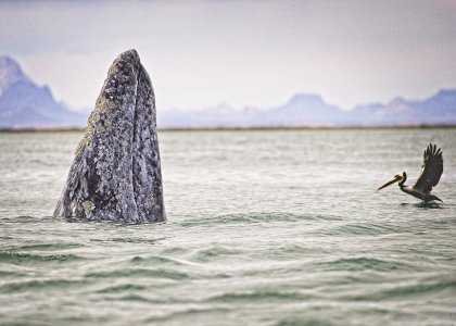Whale 1.jpg