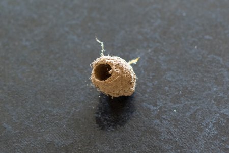 Bee burrow.jpg