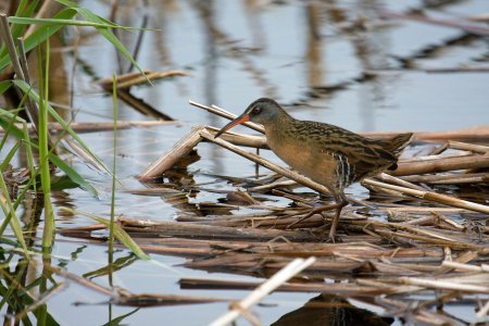 Virginia Rail.jpg