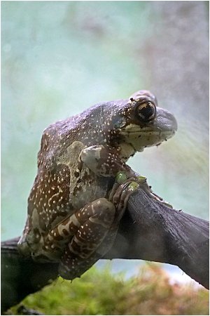 P1143180-001_rainette kunawalu.jpg