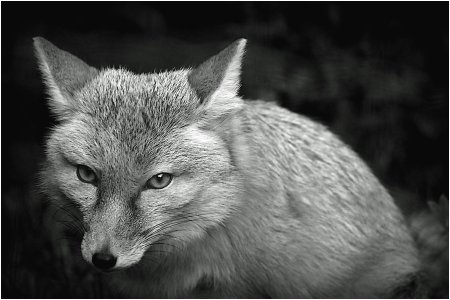 P1143532-001N&Bfox.jpg