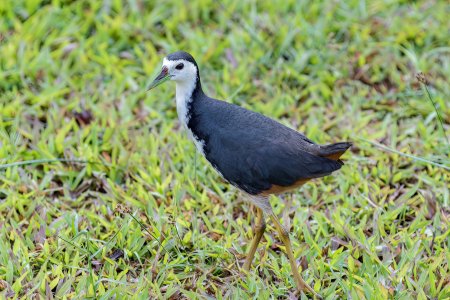 White-breasted Waterhen.jpg