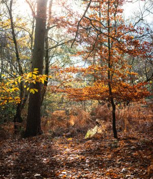 DSC_9269-Pano-1.jpg
