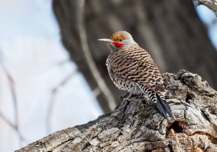 Northern Flicker3 edit.jpg