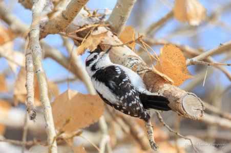 Downy Woodpecker edit.jpg