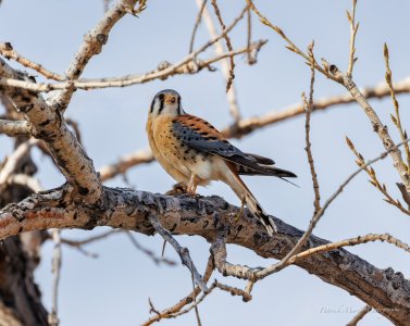 Kestrel_.jpg