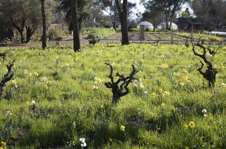 GnarlyVines-Flowers.jpg