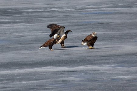 POTN  Eagles_999_183.JPG