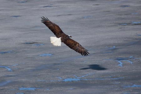 potn  Eagles_999_148.JPG
