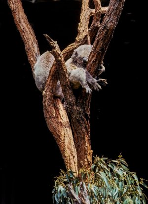 Syndey 1982 13-Edit-1.jpg