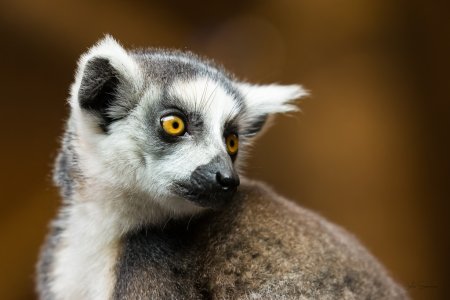 LemurPortrait_ 1024.jpg