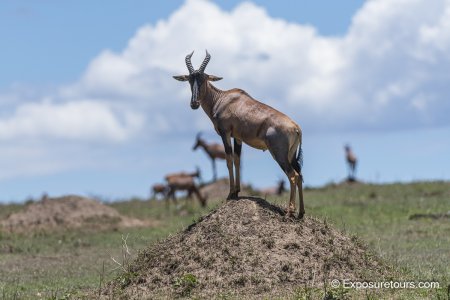 exposuretours  Topi on mound photo safari.jpg