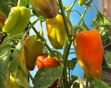 peppers10.8.19.jpg