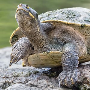 R5 IMGA4475 Crop 1600 A.jpg