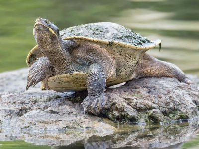 R5 IMGA4475 Crop 1600.jpg