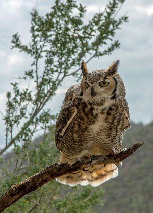 0972 Tucson Desert Museum, AZ.jpg