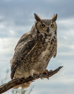 0973 Tucson Desert Museum, AZ.jpg