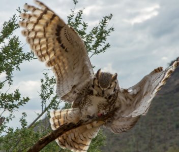 0970 Tucson Desert Museum, AZ.jpg