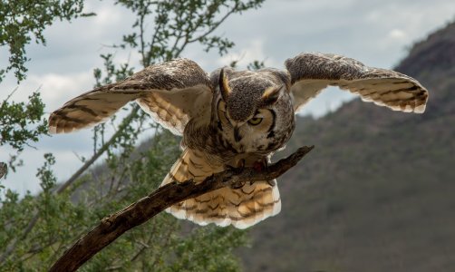 0971 Tucson Desert Museum, AZ.jpg
