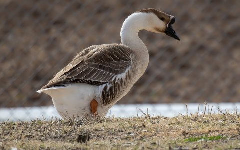 0444 St David, AZ-Domestic Goose.jpg