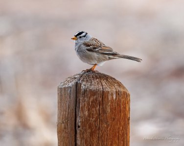 white crown sparrow 200-800.jpg