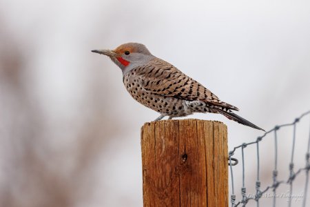 Northern Flicker2 200-800.jpg