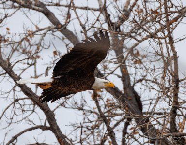 bald eagle flyby2 200-800.jpg