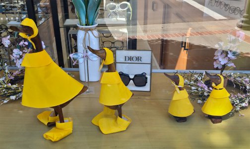 Ducks in Raincoats.jpg