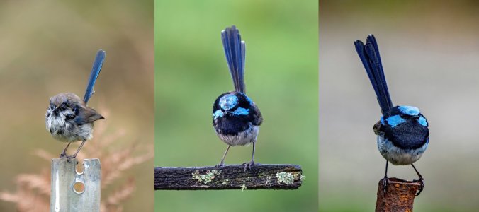 MALE WRENS-DR.jpg