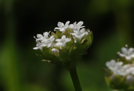 IMG_5845.JPG