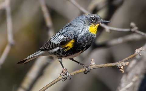 1122 Ash Canyon, AZ-Yellow-rumped Warbler.jpg