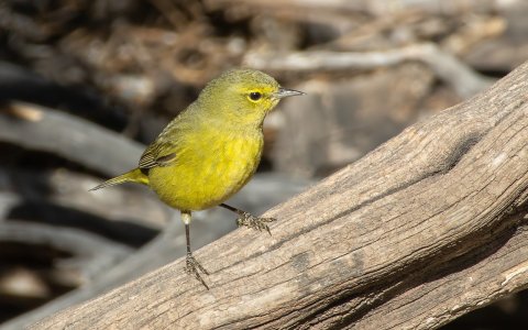 1126 Ash Canyon, AZ-Orange-crowned Warbler.jpg
